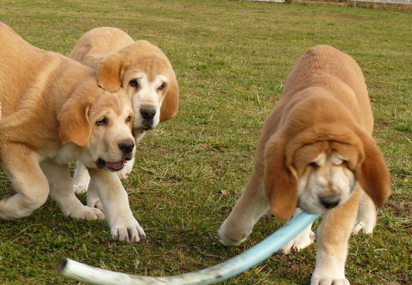 Queen, Queen of Hearts and Qerubio Tornado Erben
3 months
Nilo de Campollano x Eleonore Lu Dareva
