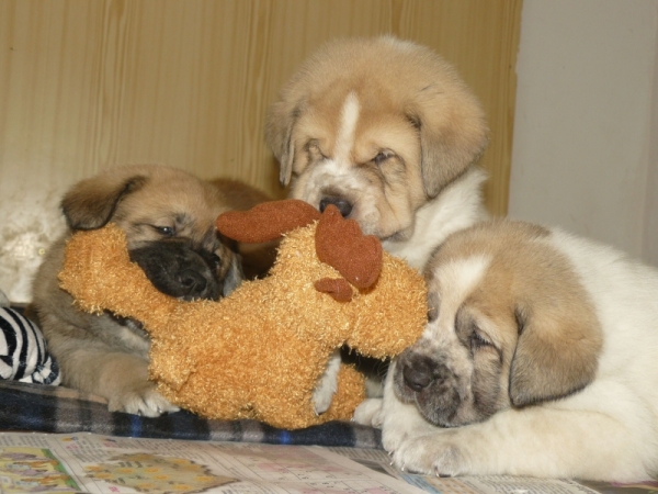 4,5 weeks old puppies 
Dali de la Aljabara x Umberta Lili Tornado Erben
