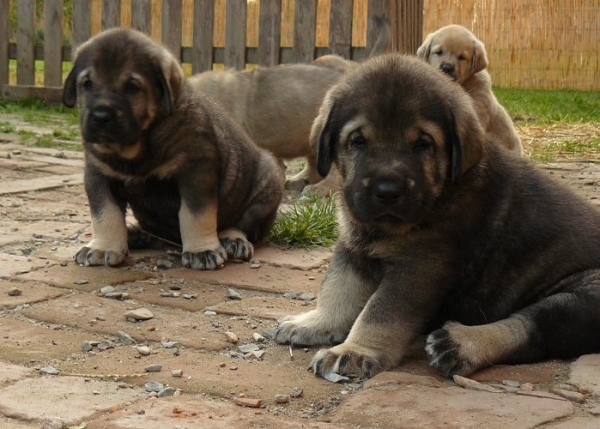 Rapsodia and Rabanus Tornado Erben - 40days
grandsons of Canon de Fuentemimbre and great-grandsons of Druso de la Aljabara
Caruso x Linda Tornado Erben
