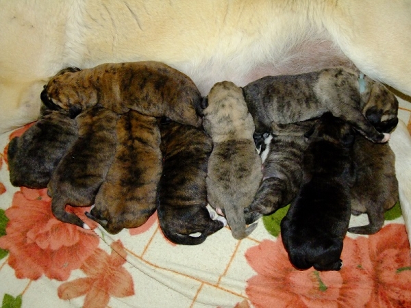 Litter of 10 little tigers :-)
4 days old puppies from Tornado Erben
mother: Ch.  Florita Maja Tornado Erben (daughter of Druso de la Aljabara)
father: Ch.Quanto Tornado Erben (son of Nilo de Campollano)
