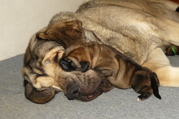 Linda Tornado Erben con su cachorrito (4 días)
