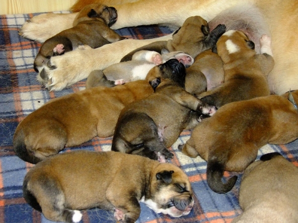 5 days old puppies
Dali de la Aljabara x Sofia Sol Tornado Erben
