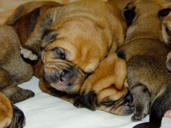 Cachorros de afijo Tornado Erben 5 días
linea de la Aljabara
