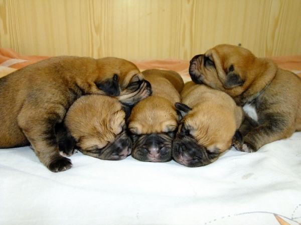 Cachorros de afijo Tornado Erben 5 días
linea de la Aljabara
