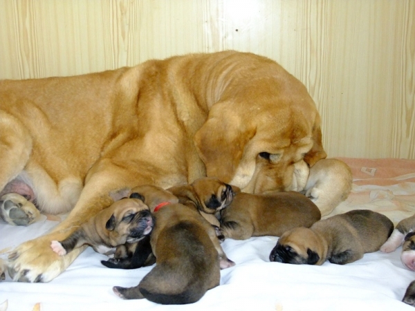 Sofia Sol Tornado Erben with puppies
