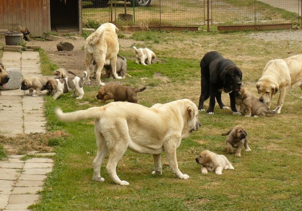 Mastines grandes con cachorritos
Litter "U" Tornado Erben 6 weeks old with mother and other mastines from kennel Tornado Erben
