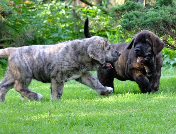 Puppies of Quanto Tornado Erben and Florita Maja Tornado Erben
Xandon and Xandra Woody Tornado Erben 7,5 weeks old 
