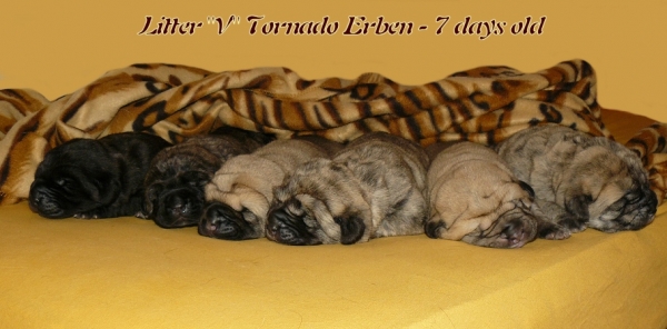 Litter "V" Tornado Erben 
7 days old

Basil Mastifland x Eleonore Lu Dareva
