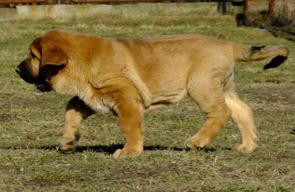 Wezyr Tornado Erben 9,5 weeks old
Jch. Aragon vom Eisinger Land  x Ch. Linda Tornado Erben
