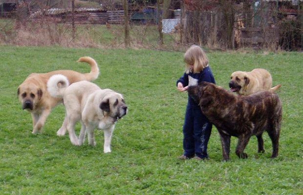 Little girl with her good guards
Dionysos Tornado Erben, Ch.Tecla de Valdejera, Elsa Tornado Erben and Deborah Tornado Erben  

Keywords: kids tornado