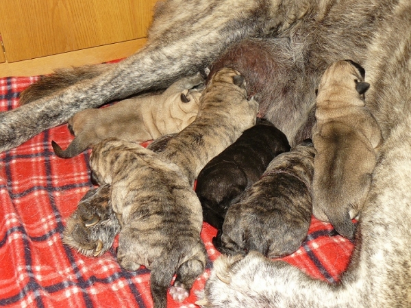 Puppies from Tornado Erben
Litter "V"  after birth

Basil Mastifland x Eleonore Lu Dareva
