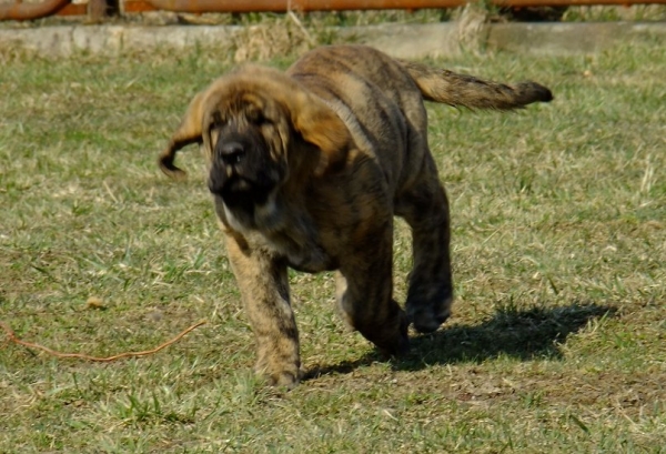 Ajani Tornado Erben 9,5 weeks old
Ich. Quanto Tornado Erben x Lucky Tornado Erben
