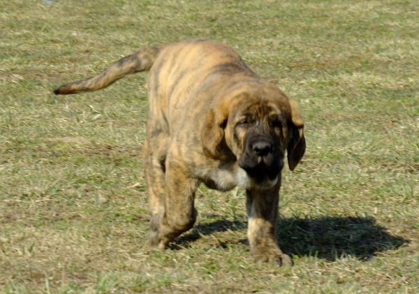 Ajani Tornado Erben 9,5 weeks old
Ich. Quanto Tornado Erben x Lucky Tornado Erben
