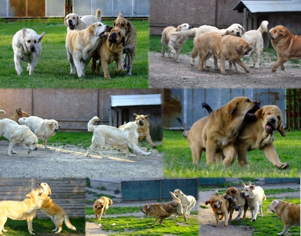 Mastines in Tornado Erben - they love to play a lot 
