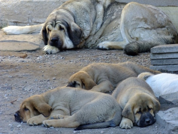 Puppies from Tornado Erben with their aunt Linda Tornado Erben
