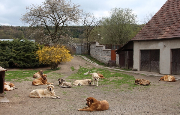 Our dogs waiting for the breakfast
Tornado Erben mastines
Keywords: tornado