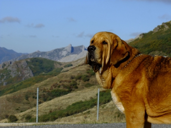 Dalí de la Aljabara in the mountains of Leon
8,5 months old 

Bruno de las Canadas x Ulia de la Aljabara
