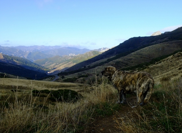 Delfy in the mountains of Leon
