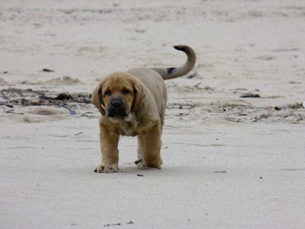 Zafir Tornado Erben on the beach in Spain
Ch. Quanto Tornado Erben x Roxana Tornado Erben
