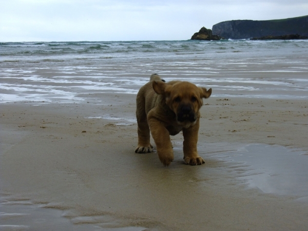 Zafir Tornado Erben (8 weeks old) in Asturias
Quanto Tornado Erben x Roxana Tornado Erben
