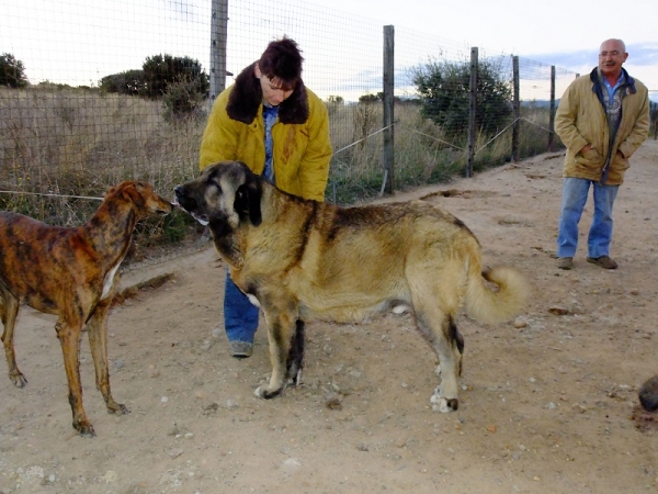 Beautiful puppy Galan de Auto Can 
