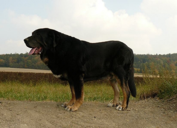 Our 10 years old Baskervil 
(Fredy Bleiki x Elba Vila Dalia)
Kľúčové slová: veteran veterano