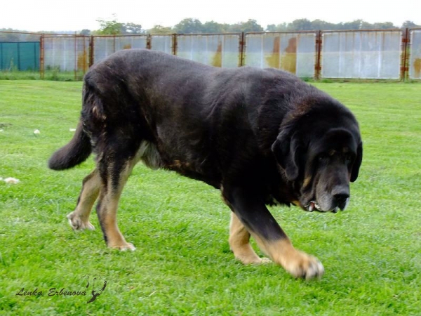 Our Baskervil  celebrate today 11th birthday
He is in good condition, still interesting in females a lot :-)


