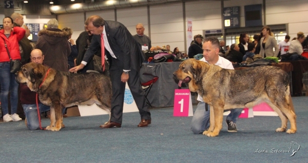 World Winners 2017 -  World Dog Show 2017, Leipzig, Germany
Ron de Amdece de Nava
Heva de Tierra de Orbigo
Keywords: 2017