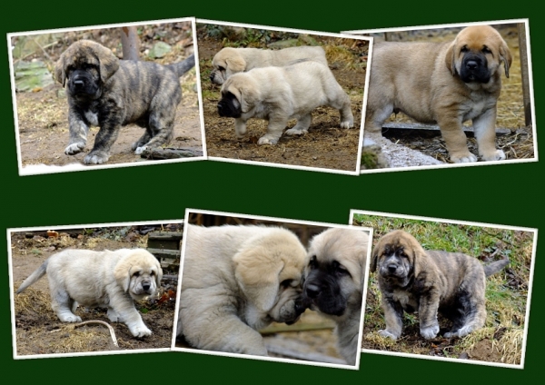 6 weeks old puppies of Ich. Quanto Tornado Erben and Ch. Azura Black Hanar
kennel Black Hanar
www.volny.cz/blackhanar
