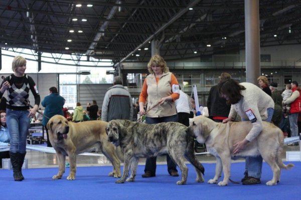 International show in Brno 8.2.2009 - Best mastines
from the left 
Best male - Gabon z Kraje sokolu
Best junior - Jenny Mastibe
Best of Breed and Best female - Lois Tornado Erben

author of the photo - P.Vitousova
