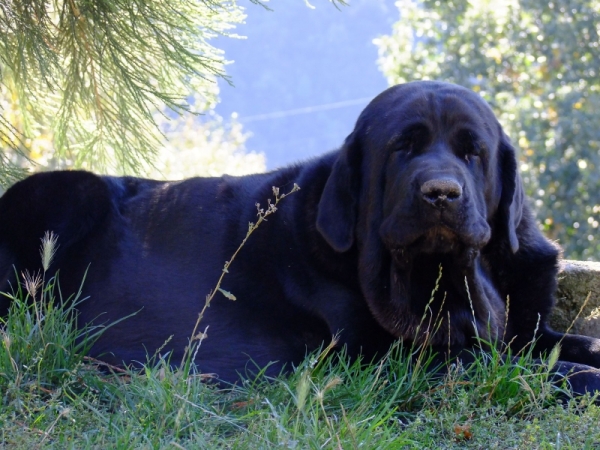 Female in kennel Buxionte
sister of Tigre de Buxionte
