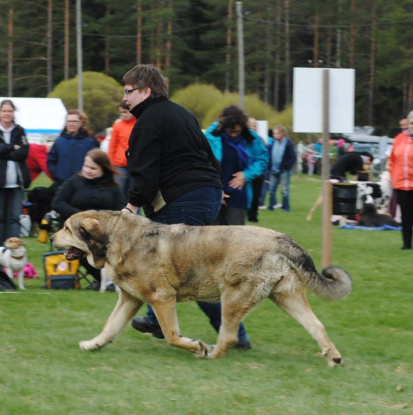 Lady Carla Tornado Erben (8,5 years old) - exc.1, Best Veteran, Best of Breed, BIS VETERAN 3
(Florita Maja Tornado Erben  x Basil Matifland)
