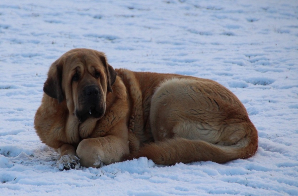 Carrera Tornado Erben 4,5 years
Keywords: tornado snow nieve