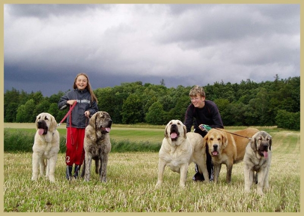 Tereza and Vojta with mastines from Tornado Erben
from the left - Lois Tornado Erben (6,5months), Eleonore Lu Dareva (9months), Florita Maja Tornado Erben (2,5years), Jorgito Tornado Erben (12months) and Linda Tornado Erben (6,5months)
