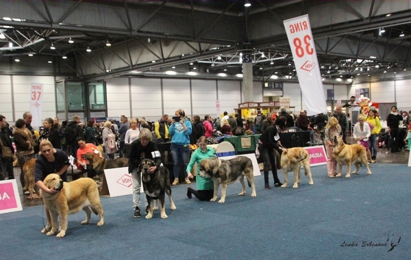 Champion class females - World Dog Show 2017, Leipzig, Germany
Keywords: 2017