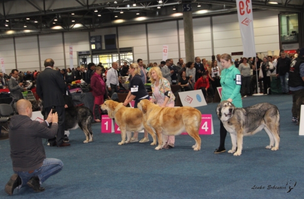 Best females from champion class - World Dog Show 2017, Leipzig, Germany
from the left: 
Arizona Massive Mollusc - exc. 1, VDH CAC
Aldimmars Lurdes  - exc. 2, res. VDH CAC
Winner show Dukessa - exc. 3
Sultana Tornado Erben - exc. 4
Keywords: 2017