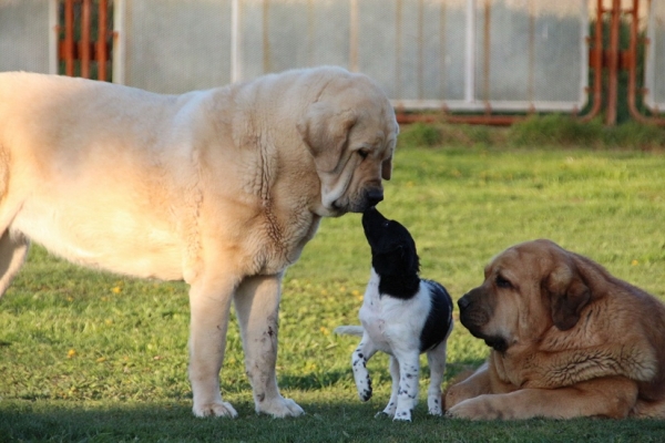 Daffy Tornado Erben and Carrera Tornado Erben with little friend
