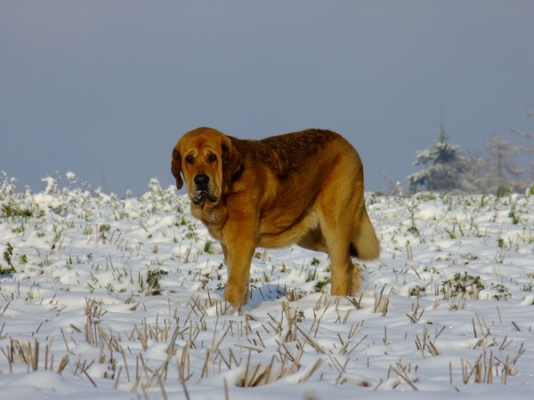 Dalí and his first snow
Dalí de la Aljabara - nearly 10 months old 
