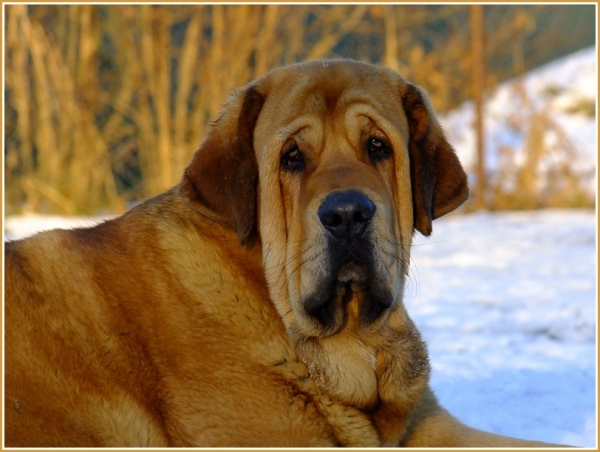 Dalí de la Aljabara 10 months old 
Bruno de las Canadas x Ulia de la Aljabara
