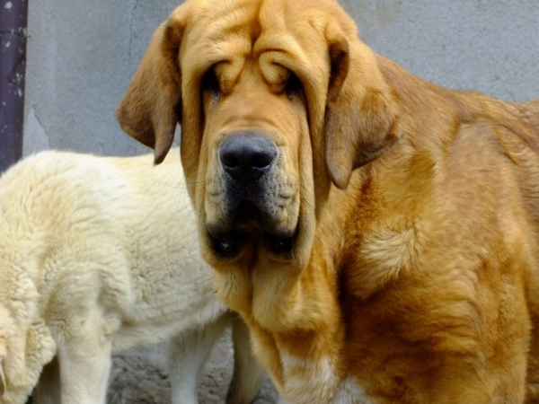 Dali de la Aljabara (15 months )
Bruno de las Canadas x Ulia de la Aljabara
