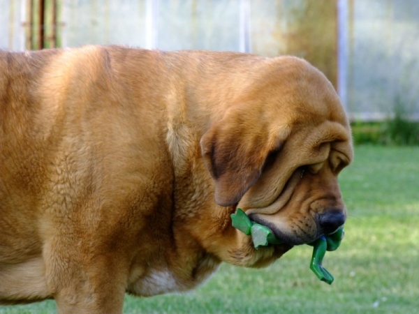 Dali de la Aljabara (15 months )
Bruno de las Canadas x Ulia de la Aljabara
