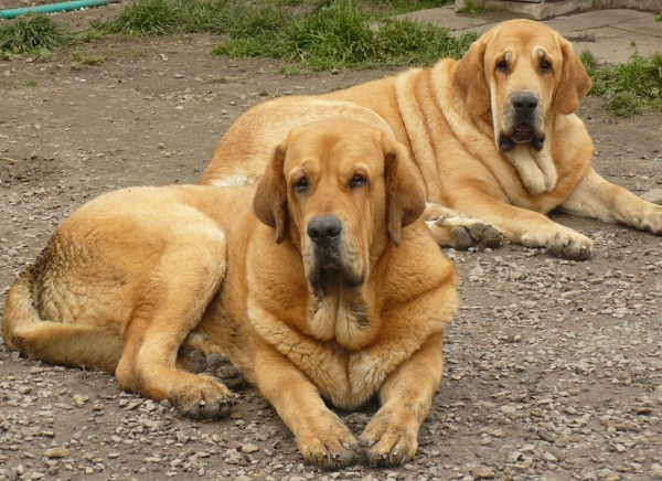 Dalí de la Aljabara and Sofia Sol Tornado Erben
Dalí (Bruno de las Canadas x Ulia de la Aljabara)
Sofia (Druso de la Aljabara x Lois Tornado Erben)
