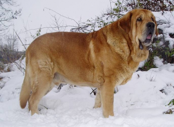 Druso and first snow this year
Druso de la Aljabara - nearly 5 years
(Arroyo de Laciana x Bohemia de la Aljabara)
