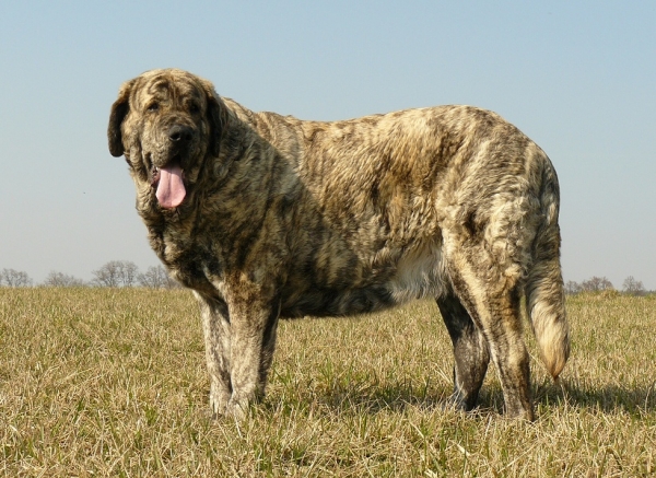 Eleonore Lu Dareva 2,5 years
Druso de la Aljabara x Franchesca Mastibe
