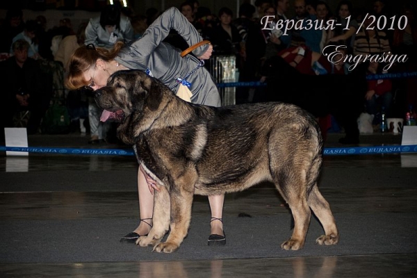 AES – excellent 1, CAC (intermediate class) - 'Eurasia 2010', Moscow, 27.03.2010
(Seo De Torreanaz x Saya)
الكلمات الإستدلالية(لتسهيل البحث): 2010