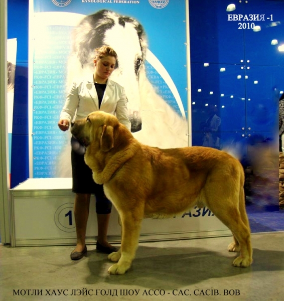 MOTLEY HOUSE LAYS GOLD SHOW ASSO – excellent 1, CAC, CACIB, BEST MALE, BOB, Champion РКФ, Champion Eurasia  (champion class) - 'Eurasia 2010', Moscow, 27.03.2010
Rint Valeri Asso For Motley House x Мотley House Chali Gali
Keywords: 2010