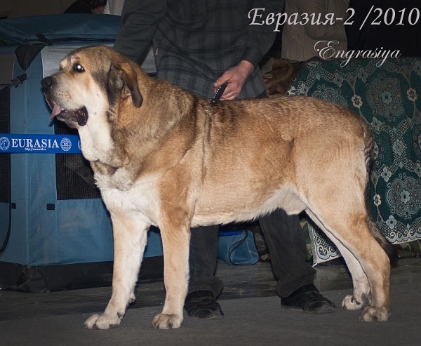 АТILA GRAND – excellent 3 (Champion class ) - 'Eurasia 2010', Moscow, 27.03.2010
Dorsdorf Vikont de Ciko х Rint Valeri Beatrice 
Keywords: 2010