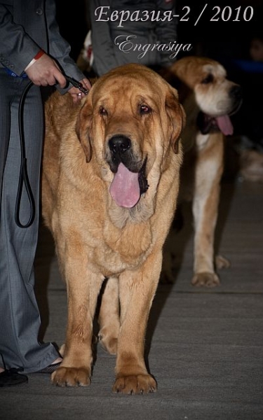 BARKO S MADRIDSKOGO DVORA - excellent 1, CAC - 'Eurasia 2010', Moscow, 27.03.2010
(Neron De Filandron x Hessi Mastibe) 
Keywords: 2010