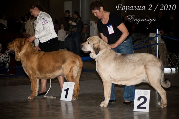 Champion class females - 'Eurasia 2010', Moscow, 27.03.2010
MOTLEY HAUS V’IVAT GLORIS - excellent 1, CAC
(Rint Valeri Asso For Motley House x Motley House Maria Mirabella)

RINT VALERI VANESSA - excellent 2, res. CAC
(Marko x Motley House Dasy Son)
Keywords: 2010