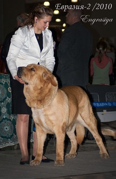 MOTLEY HAUS V’IVAT GLORIS – excellent 1, CAC, CACIB, Best female, Champion RKF, Champion Eurasii (champion class) - 'Eurasia 2010', Moscow, 27.03.2010
Rint Valeri Asso For Motley House x Motley House Maria Mirabella
Keywords: 2010